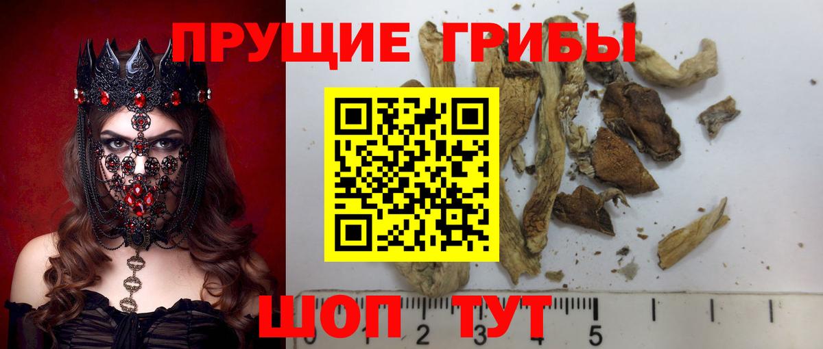 Галлюциногенные грибы Magic Shrooms  Вход с VPN  Солнечногорск  Галлюциногенные грибы Psilocybine cubensis 